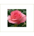ΤΡΙΑΝΤΑΦΥΛΛΟ ΡΟΖ 50εκ. ROSEN  ECUADOR DECORA 50cm